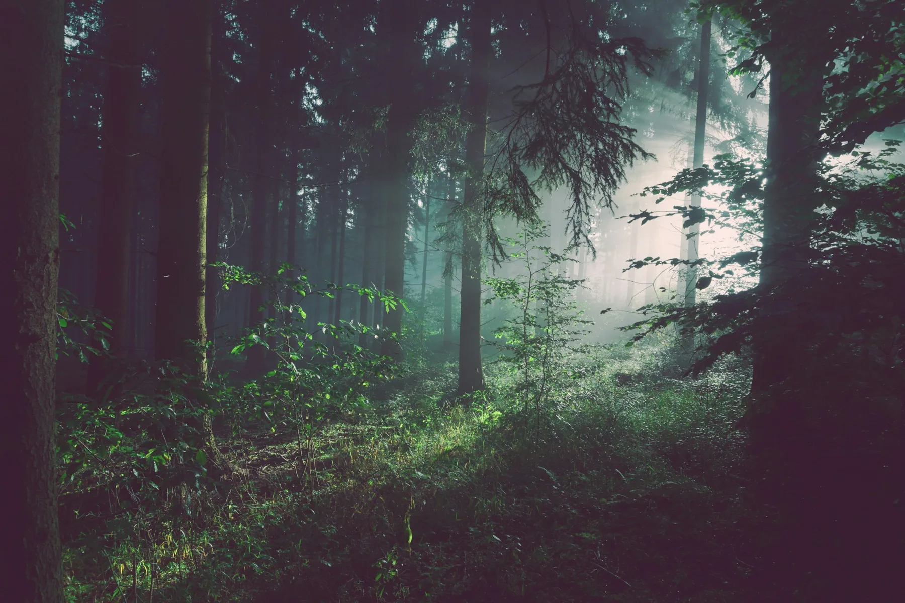 Luz entre árboles en un bosque, referencia visual